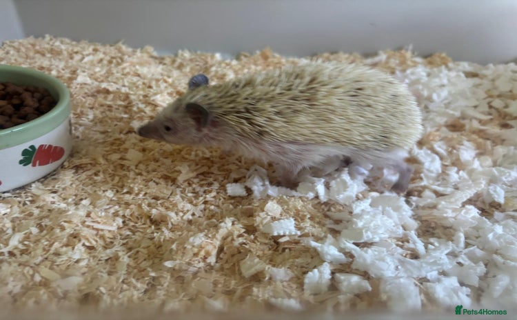 Pygmy Hedgehog rodents - Advert 1