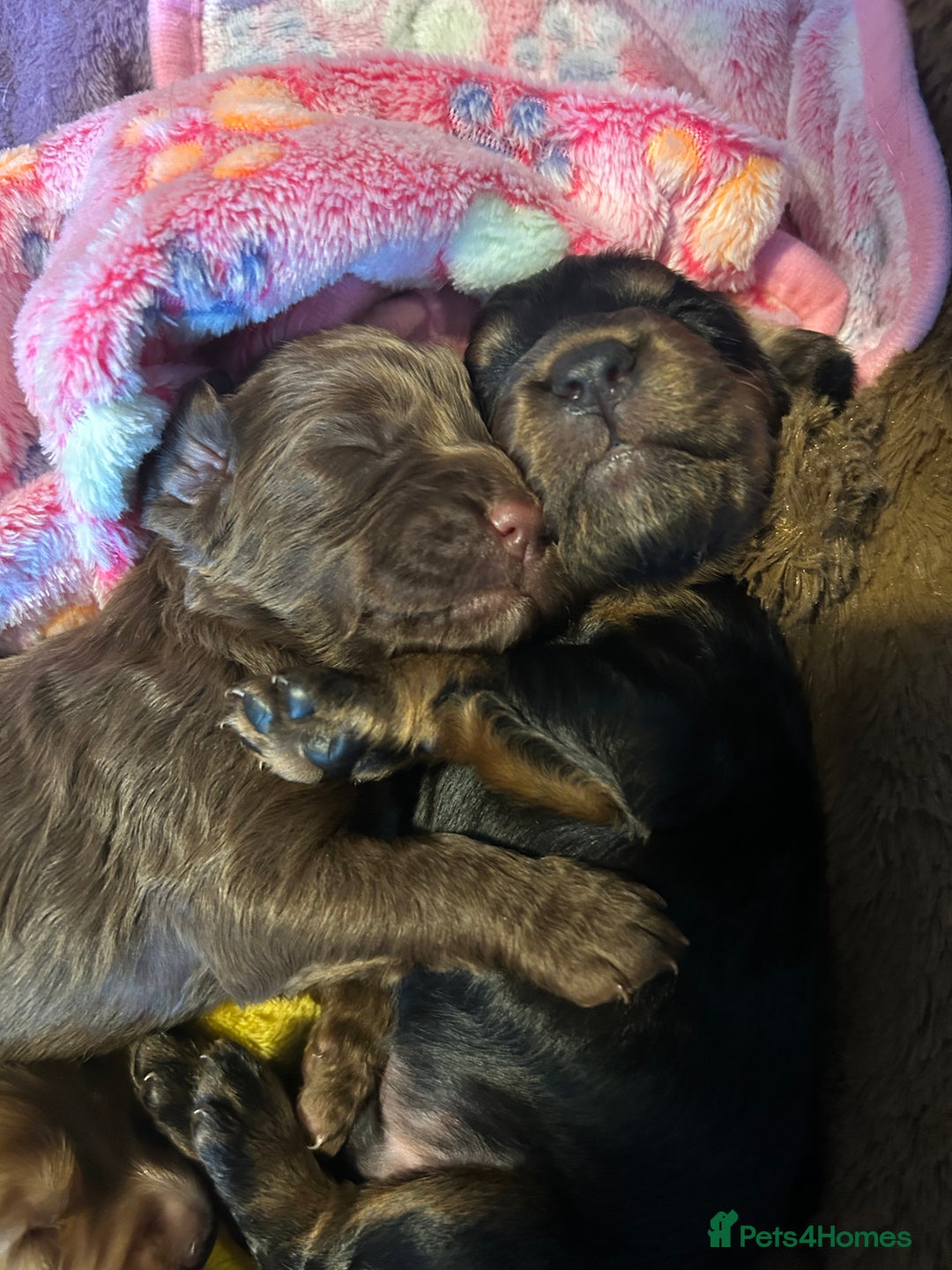 Cocker Spaniel dogs for sale: 🐶cocker spaniel puppies 🐶  - Image 20