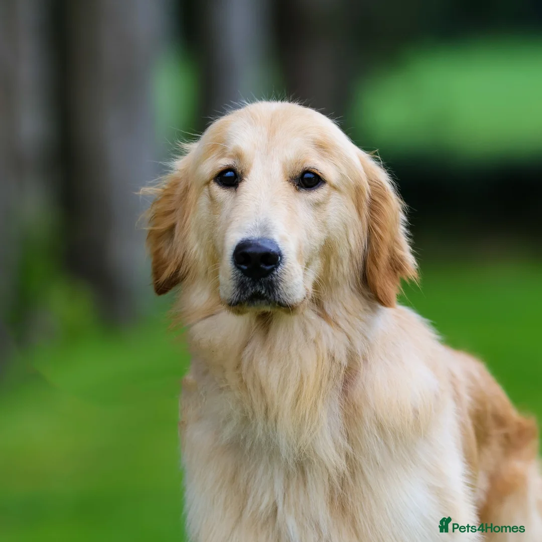 Golden Retriever dogs for sale: Dazzling Dudu - Advert 1