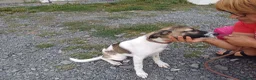 Mixed Breed dogs for adoption: 💔 GISELLE - A Lovely Girl for a Loving HOME ❤️ in Nottingham - Advert 22