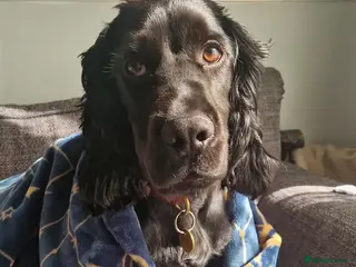 Cocker Spaniel dogs 4 year old male cocker spaniel for Rehome - Advert 1
