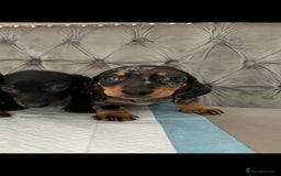 Miniature Dachshund dogs for sale: Miniature Dachshund Puppies - Image 11