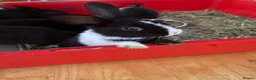 Tri Coloured Dutch rabbits for sale: Dutch rabbits  - Advert 5