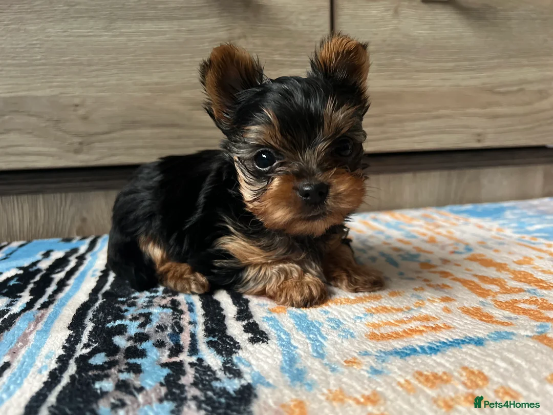 Yorkshire Terrier dogs for sale: 🐾We have lovely miniature boy🐾 - Advert 5