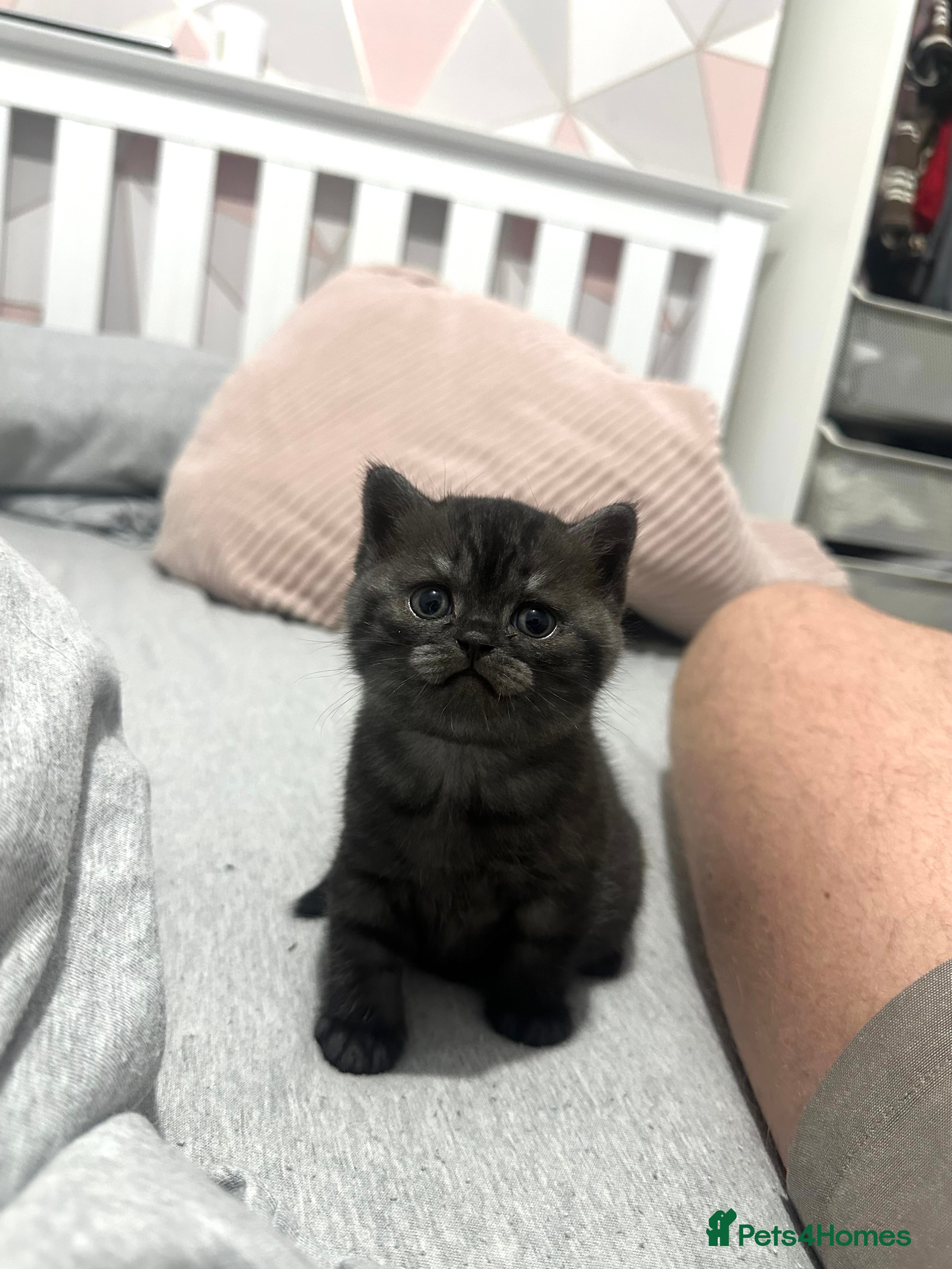 British Shorthair cats British Shorthair Kittens 1 Male 1 Female in Portsmouth - Advert 1