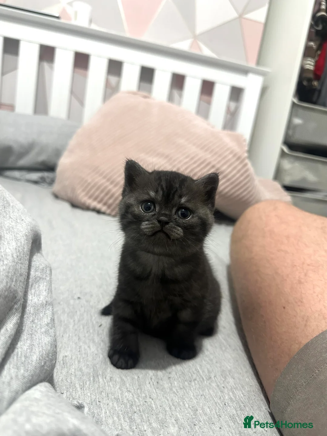 British Shorthair cats for sale: British Shorthair Kittens 1 Male 1 Female in Portsmouth - Advert 1