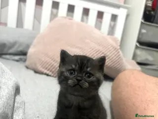British Shorthair cats British Shorthair Kittens 1 Male 1 Female in Portsmouth - Advert 1