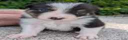 Border Collie dogs for sale: Border Collie Puppies  - Advert 11
