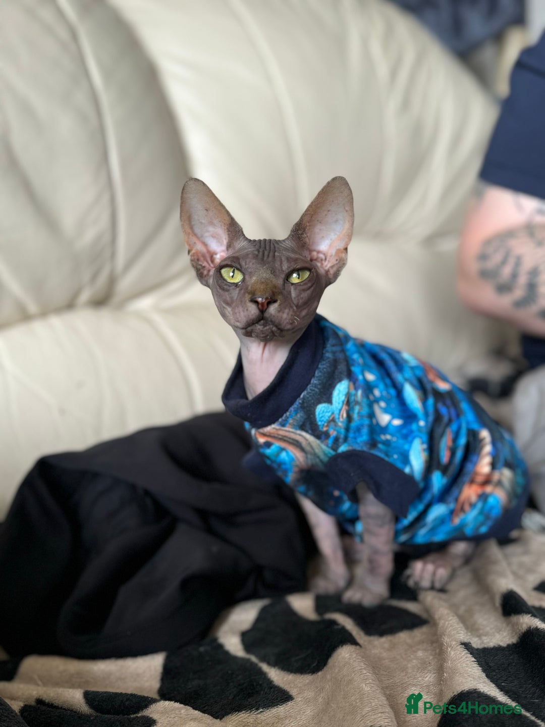 Sphynx cats for sale: 2 sphynx sisters looking for new home TOGETHER  - Image 3