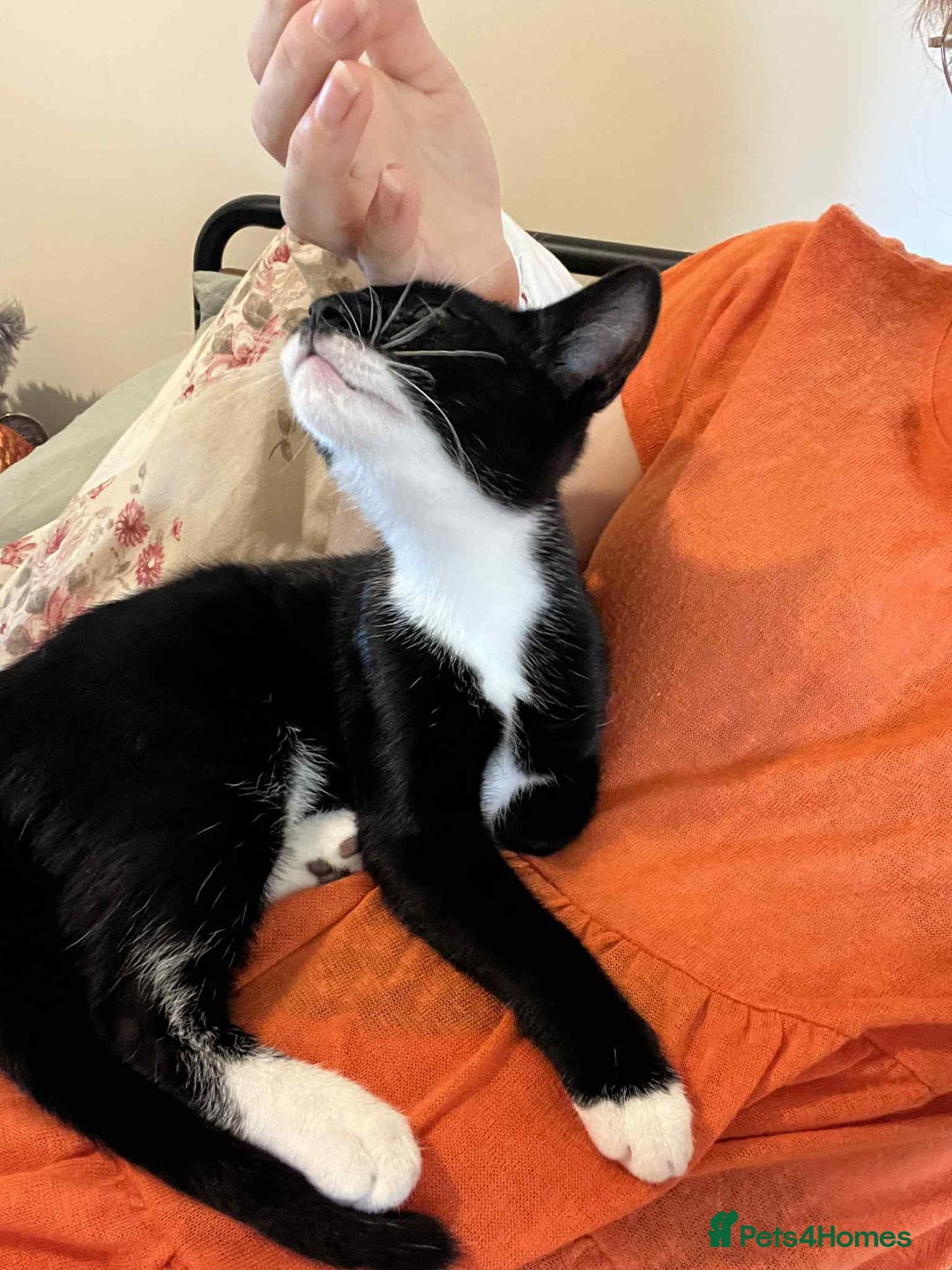 Mixed Breed cats for sale: Male kitten for rehoming.  - Image 1