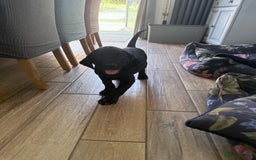 Labrador Retriever dogs for sale: Fantastic KC registered litter from FTCH lines - Image 6