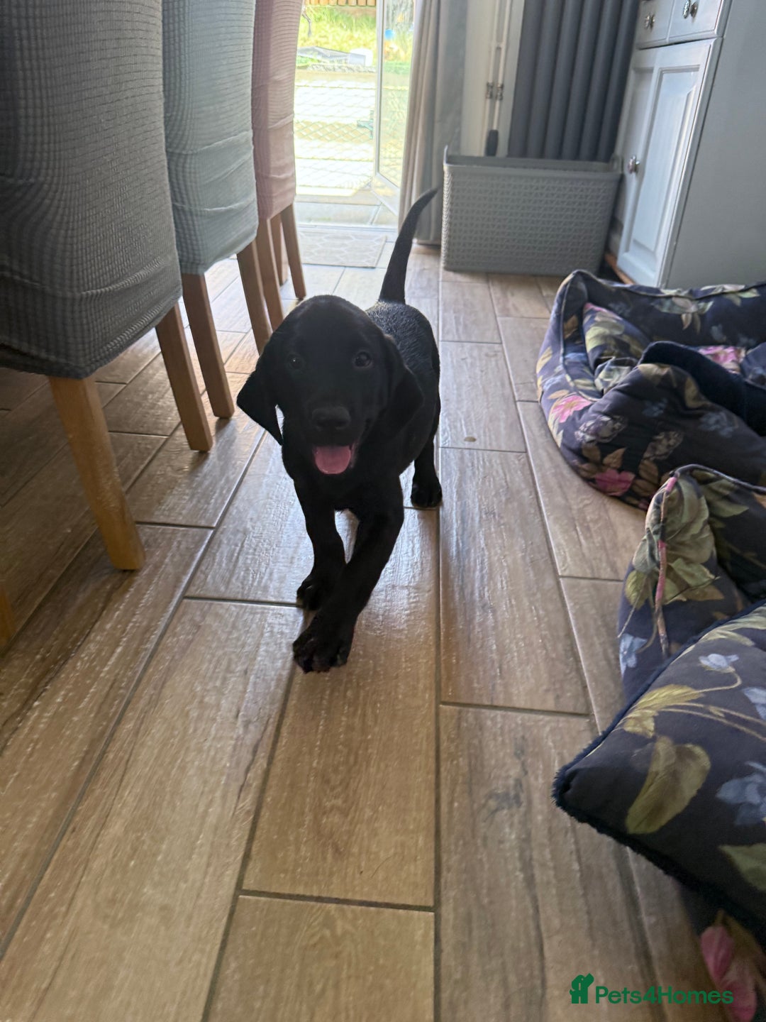 Labrador Retriever dogs for sale: Fantastic KC registered litter from FTCH lines - Image 6