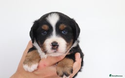 Miniature American Shepherd dogs for sale: 9 Miniature American Shepherd Puppies - Image 5