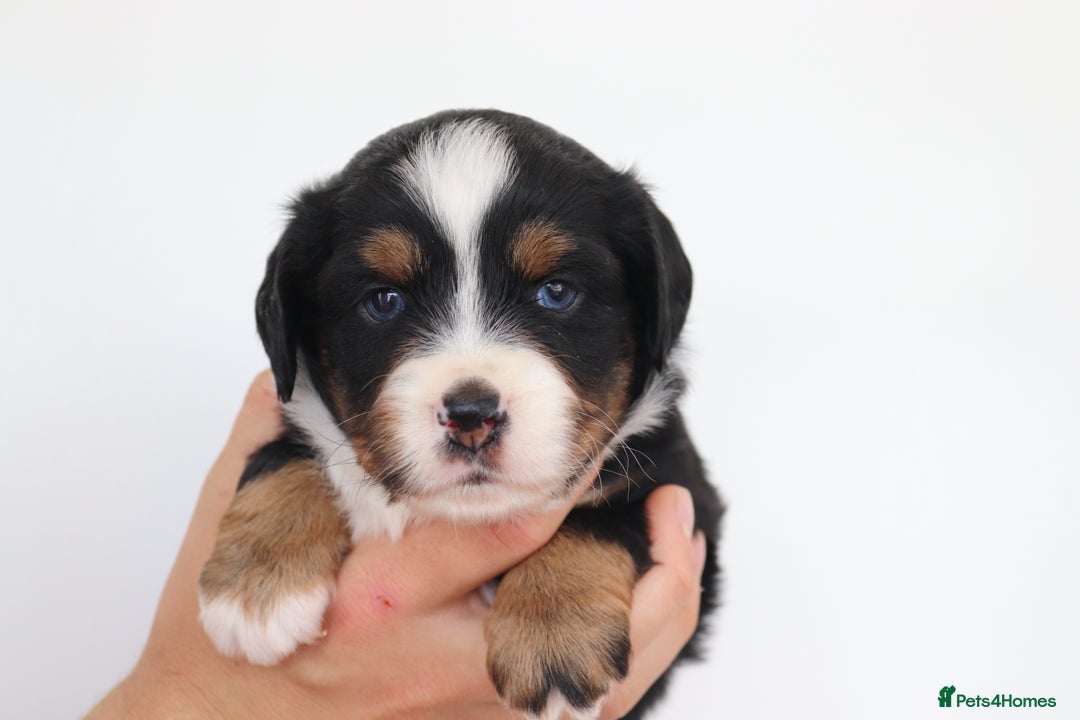 Miniature American Shepherd dogs for sale: 9 Miniature American Shepherd Puppies - Image 5