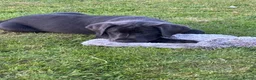 Labrador Retriever dogs for sale: KC Charcoal Labs | Vaccinated | Ready Now - Advert 8