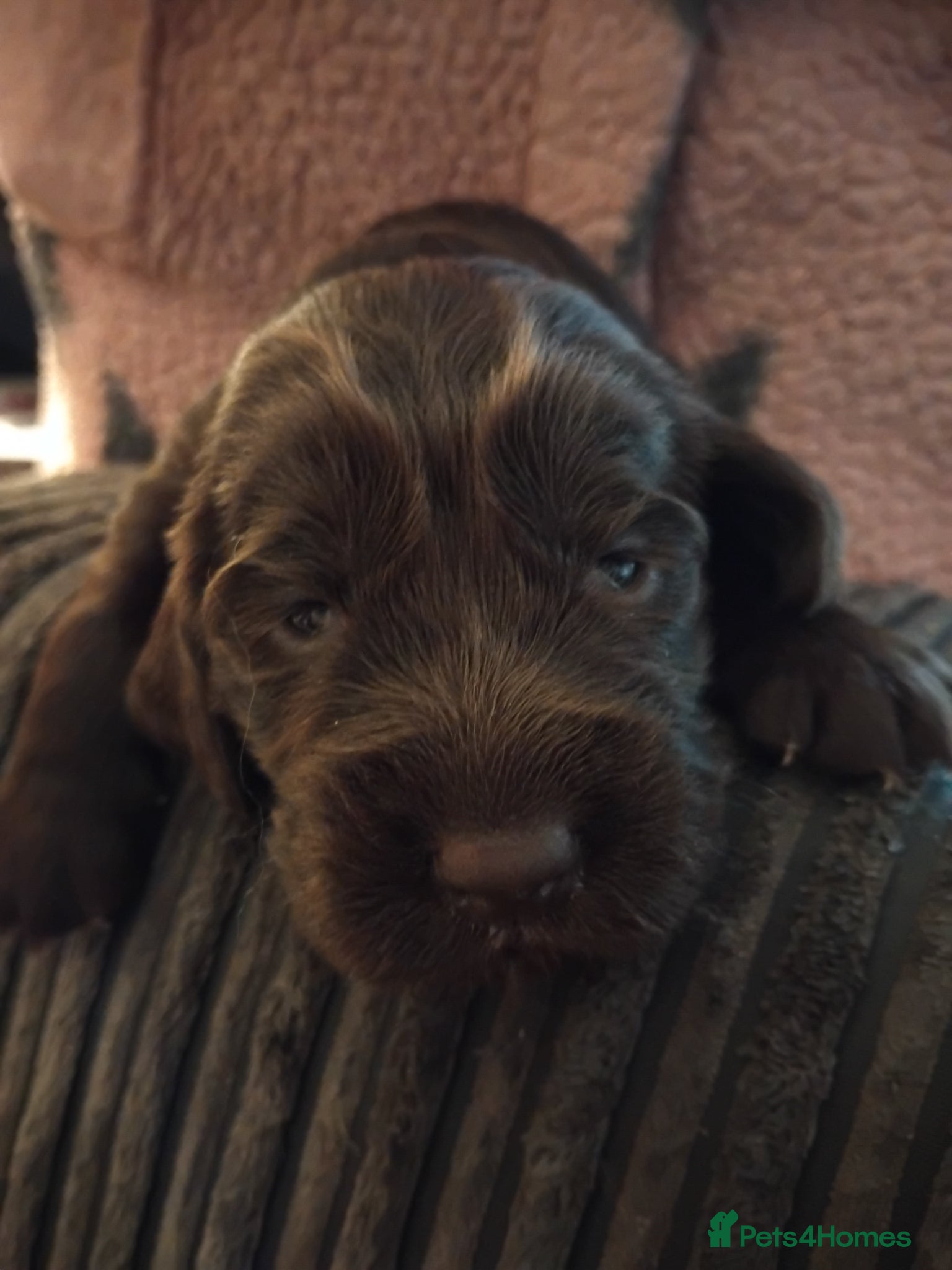 Cocker Spaniel dogs Only 2 looking for their forever homes💚🐶🩷🐶 - Advert 6
