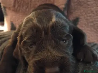 Cocker Spaniel dogs Only 2 looking for their forever homes💚🐶🩷🐶 - Advert 6
