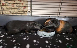 Guinea Pig rodents for sale: 4 Guinea pigs for adoption - Image 5