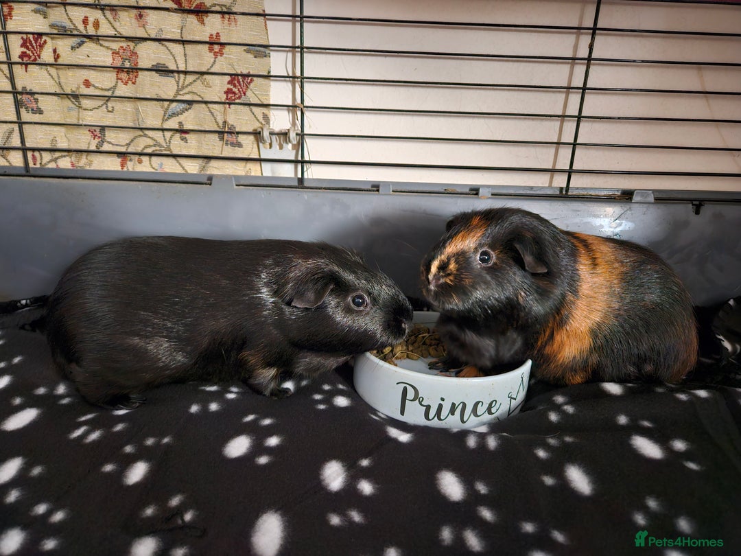 Guinea Pig rodents for sale: 4 Guinea pigs for adoption - Image 5