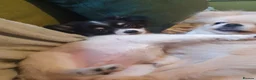 Chihuahua dogs for sale: Longcoat tri colour in Bolton - Advert 1