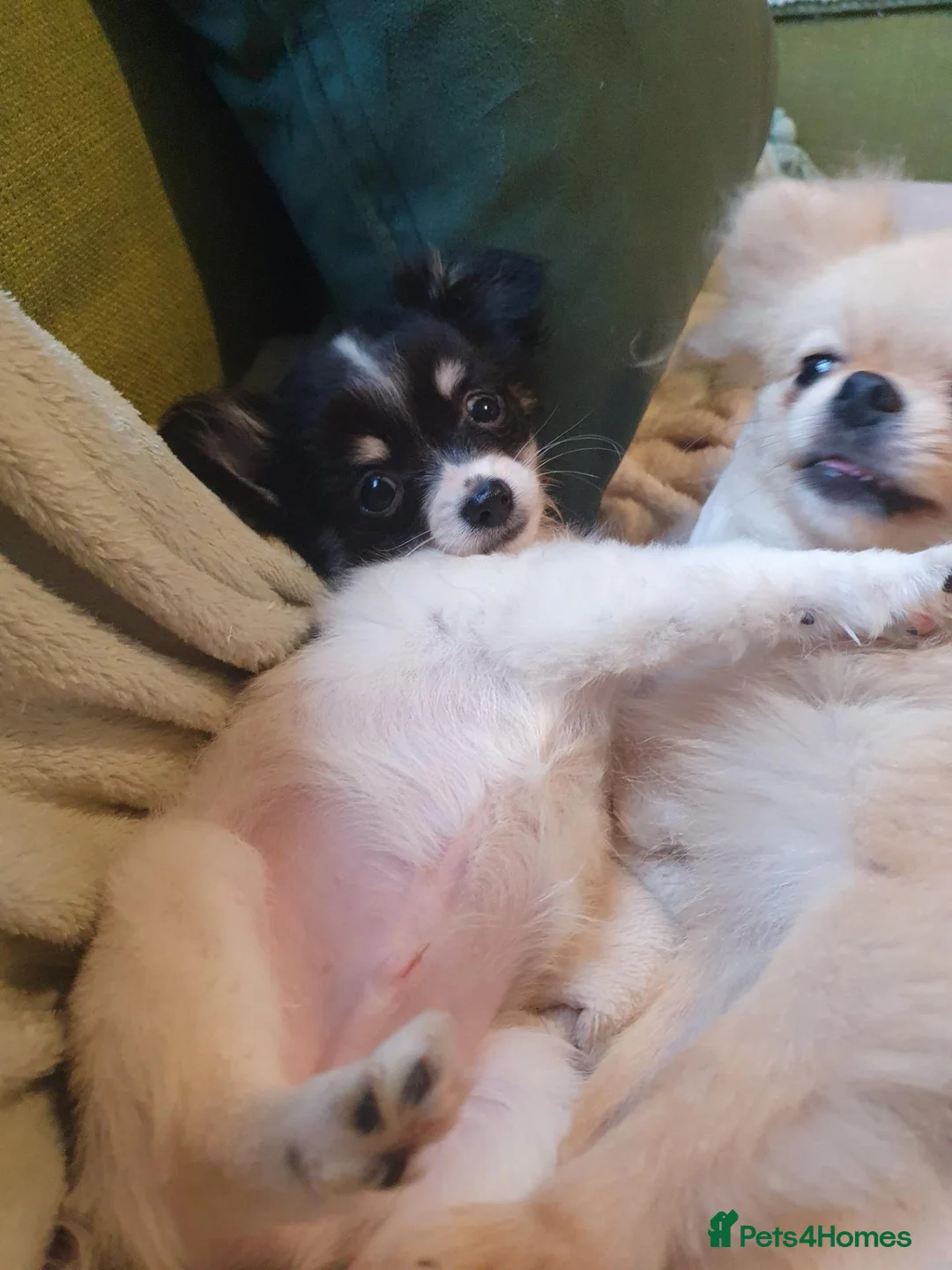 Chihuahua dogs for sale: Longcoat tri colour in Bolton - Advert 1