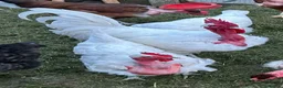 Chickens poultry for sale: Mixed aged chicks - Advert 10