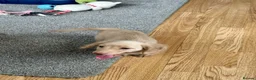 Dachshund dogs for sale: Stunning longhaired creams and shaded cream pups - Advert 4