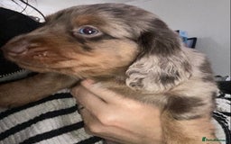 Dachshund dogs for sale: Stunning litter of Dachshund puppies  - Image 4