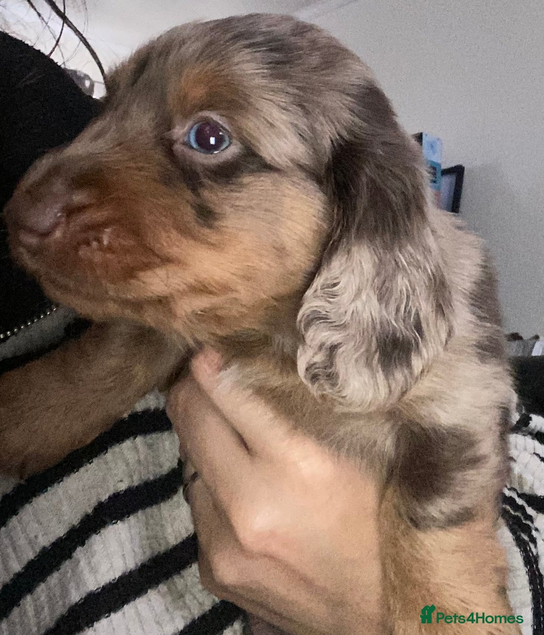 Dachshund dogs for sale: Stunning litter of Dachshund puppies  - Image 4