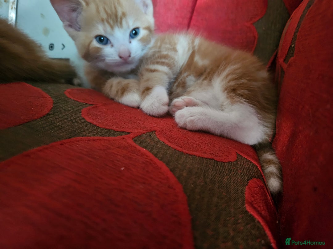 Mixed Breed cats for sale: 4 Beautiful Kittens looking for forever homes - Image 5