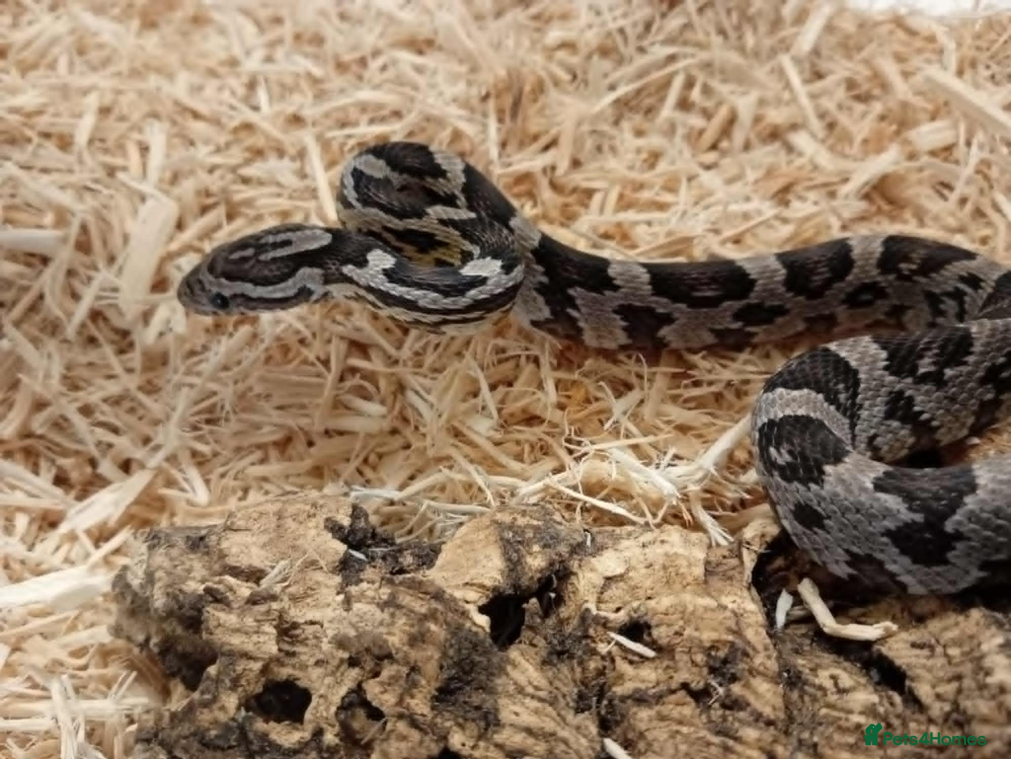 Corn Snake reptiles Beautiful, Captive-Bred Corn Snakes – DJL Exotics - Advert 5