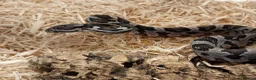 Corn Snake reptiles for sale: Beautiful, Captive-Bred Corn Snakes – DJL Exotics - Advert 15