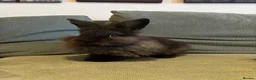 Mixed Breed rabbits for sale: Beautiful Baby Bunnies Ready for Forever Homes - Advert 1