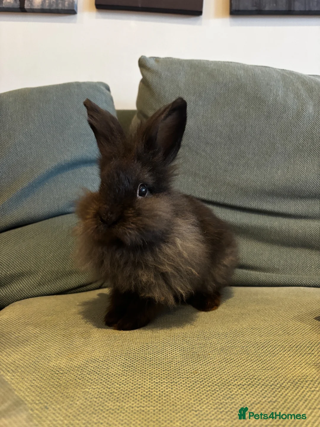 Mixed Breed rabbits for sale: Beautiful Baby Bunnies Ready for Forever Homes - Advert 1