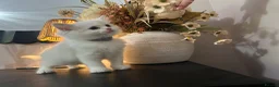 Ragdoll cats for sale: Ragdool x kittens in Scunthorpe - Advert 21