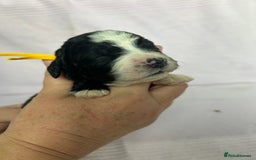 Bernedoodle dogs for sale: F1 standard Bernedoodle puppies. Licensed breeder - Image 9