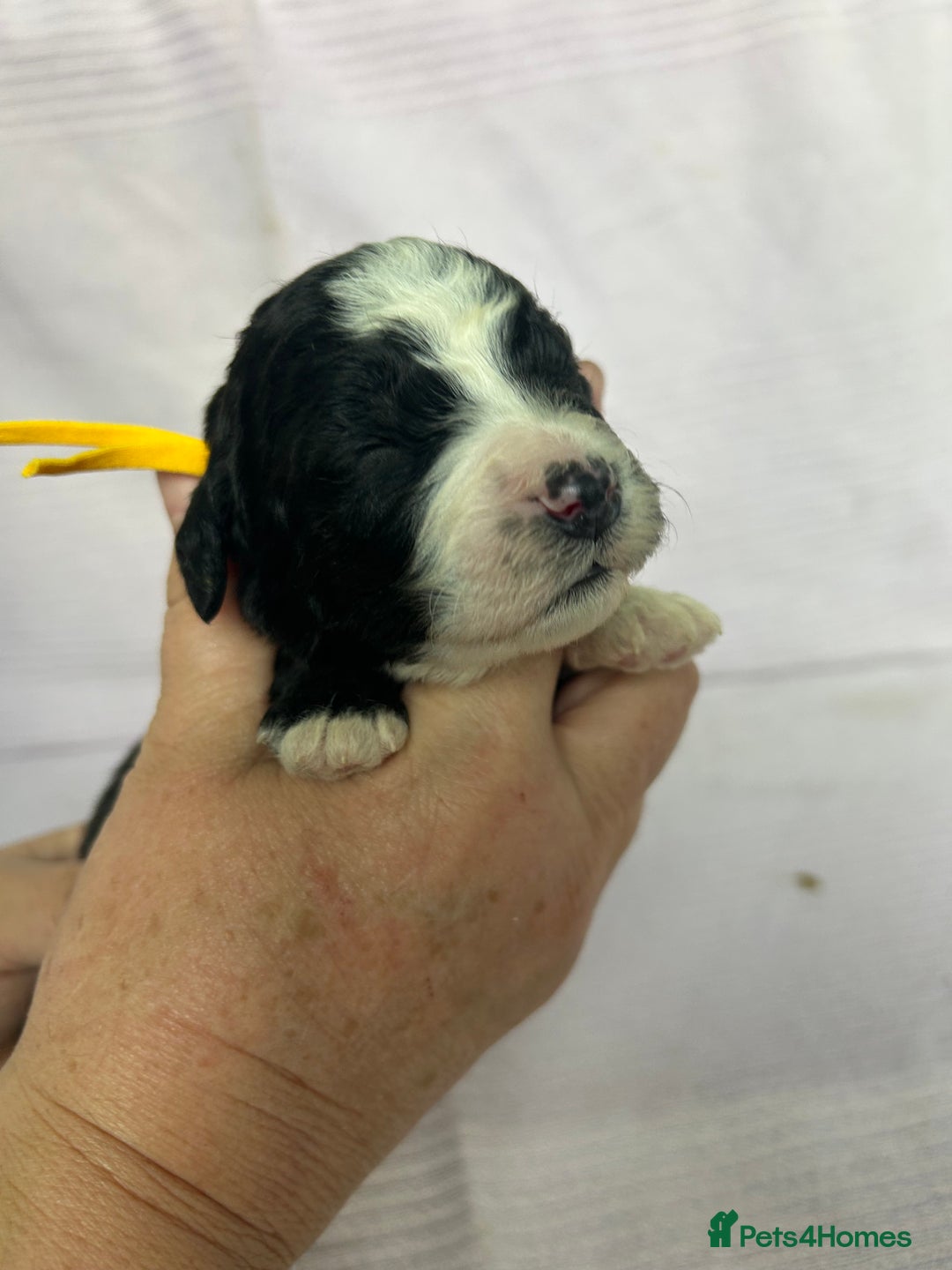Bernedoodle dogs for sale: F1 standard Bernedoodle puppies. Licensed breeder - Image 9