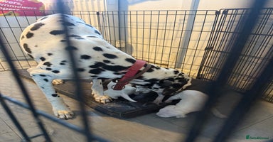 Dalmatian dogs - Advert 3