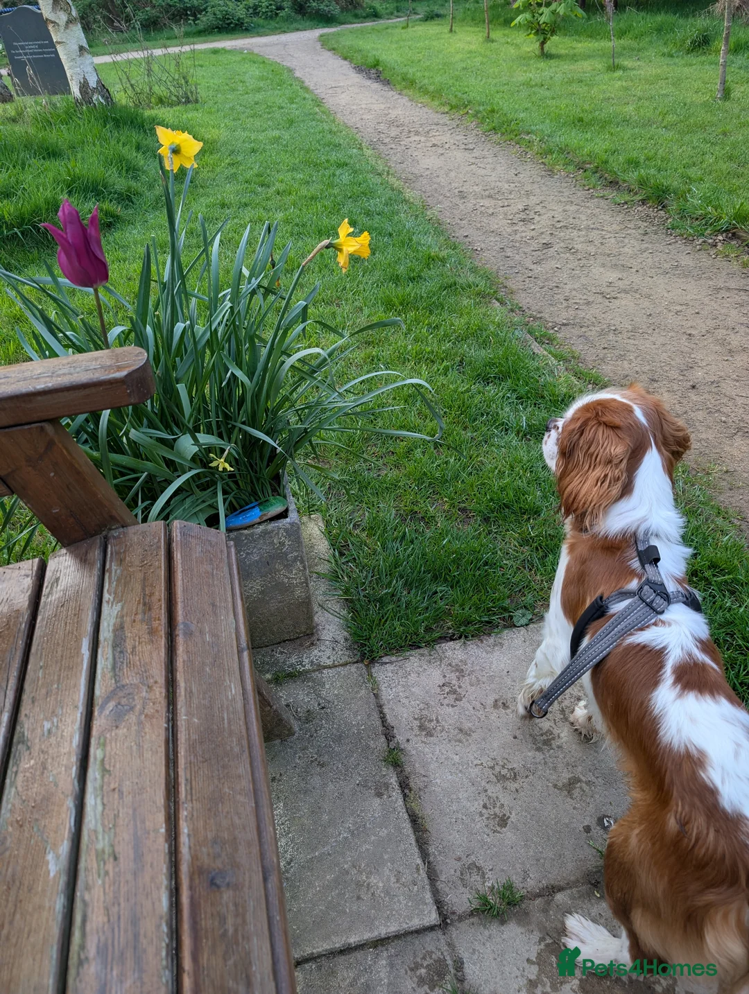Cavalier King Charles Spaniel dogs for stud: KC Registered Blenheim Cav FOR STUD  - Advert 4