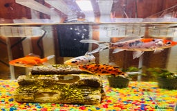 Angelfish fish for sale: Fish with tank  - Image 1