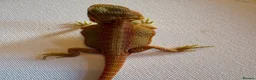 Bearded Dragon reptiles for sale: Stunning baby bearded dragons  - Advert 22