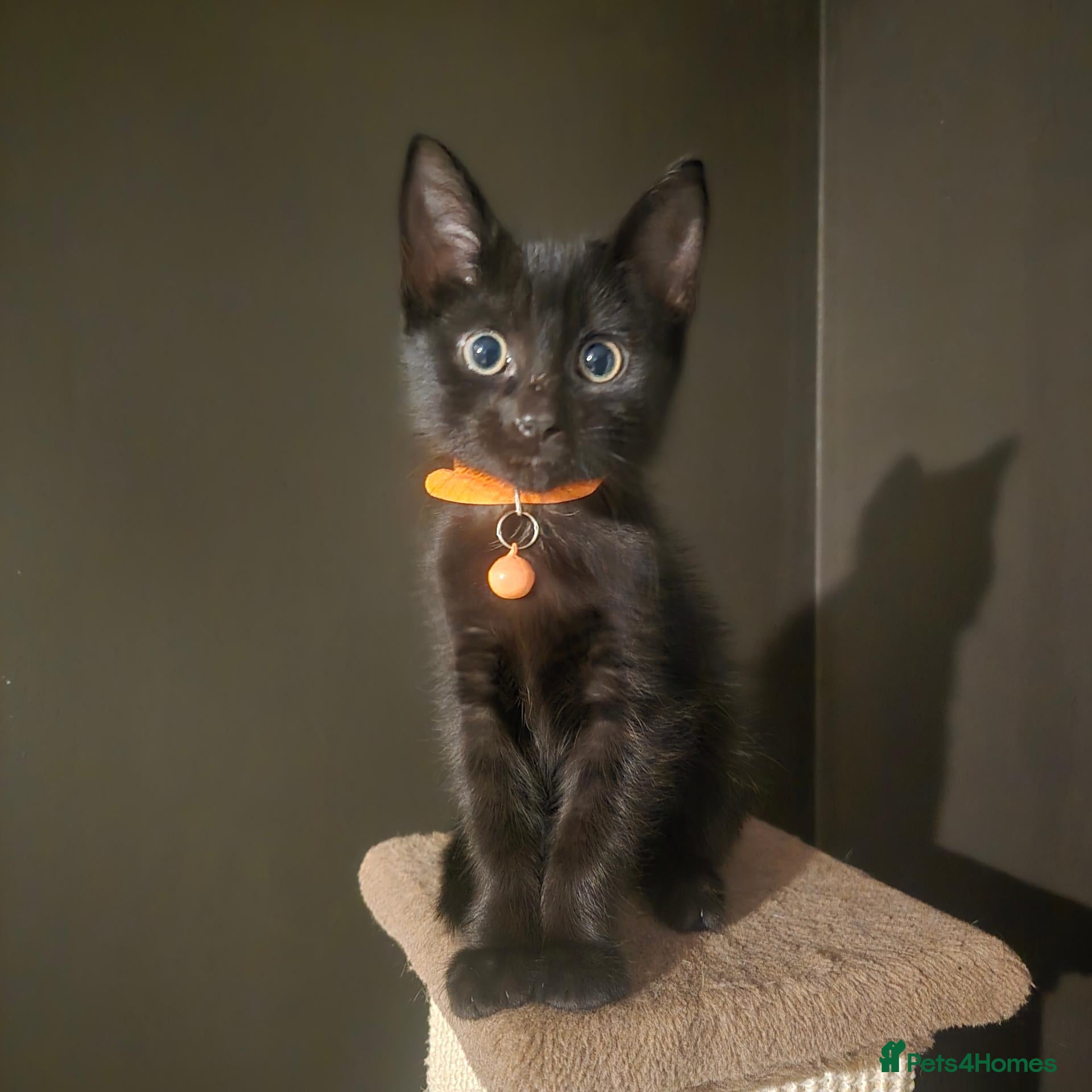 Mixed Breed cats * LAST GIRL * Female Gorgeous Black Kitten  - Advert 16