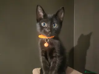 Mixed Breed cats * LAST GIRL * Female Gorgeous Black Kitten - Advert 16
