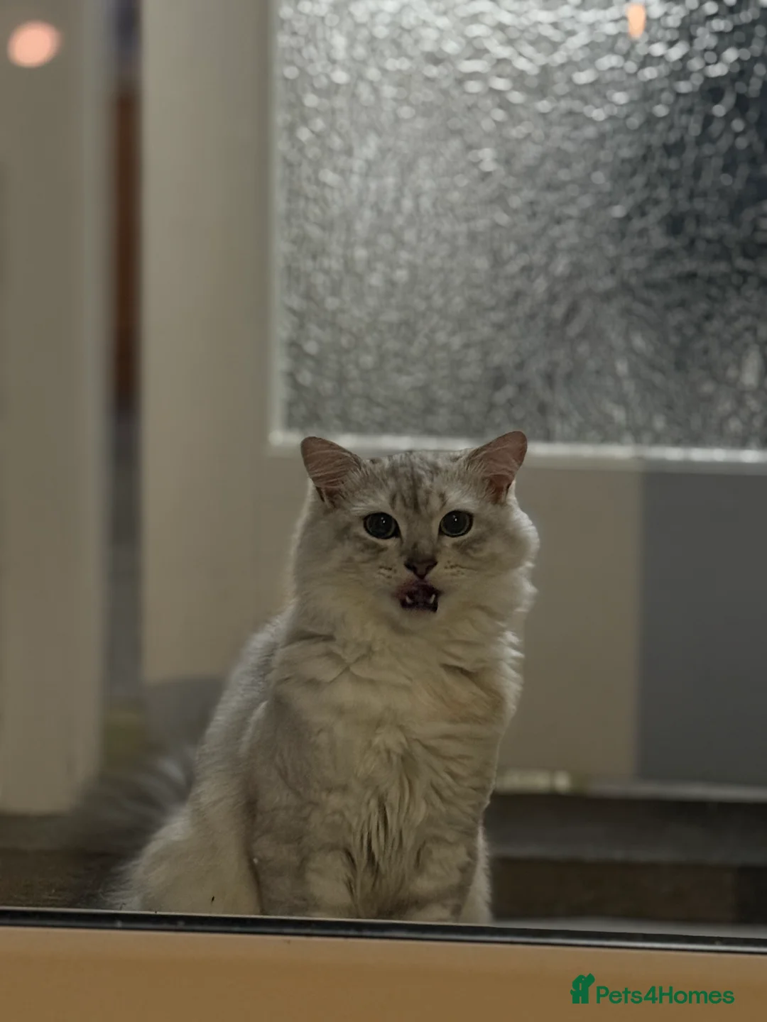 Mixed Breed cats for sale: Hi!I am butterscotch. I am available for adoption  - Advert 3