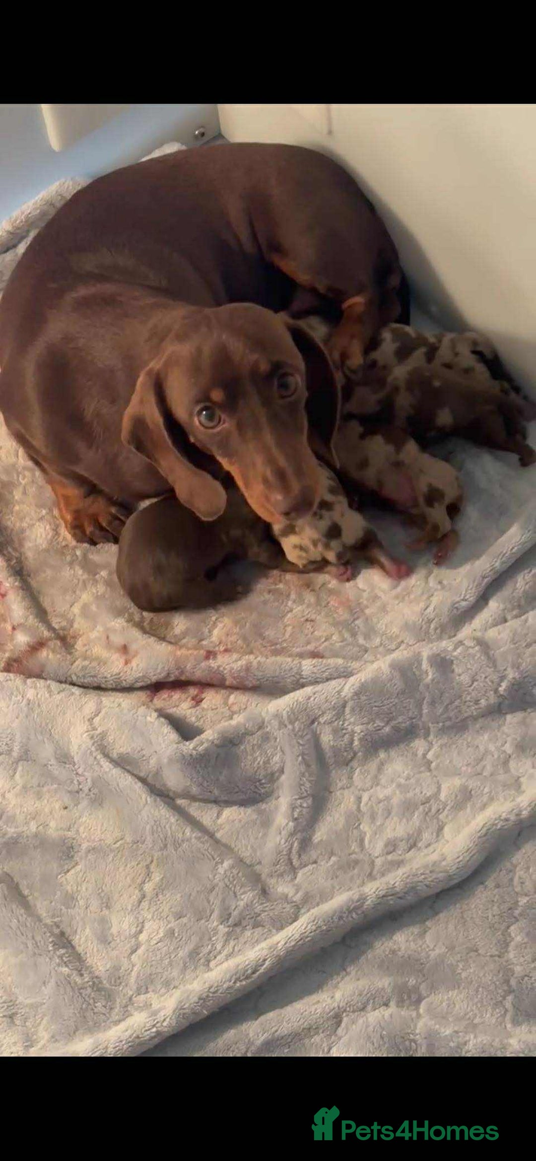 Dachshund dogs for sale: true miniature dachshund puppies ready now  - Image 19