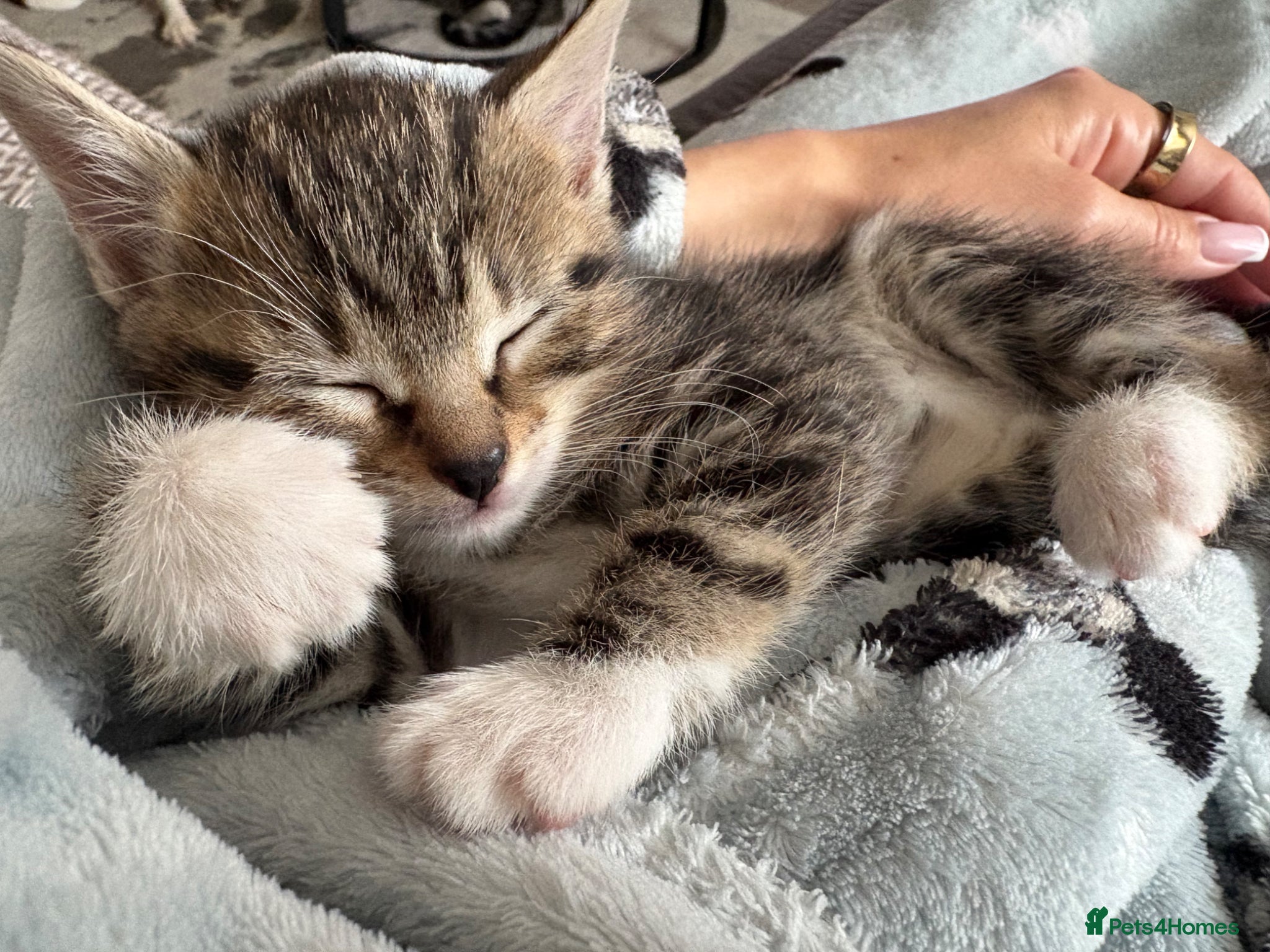 Mixed Breed cats 2 left girl and boy  ♥️🐱🐱🐱 - Advert 1