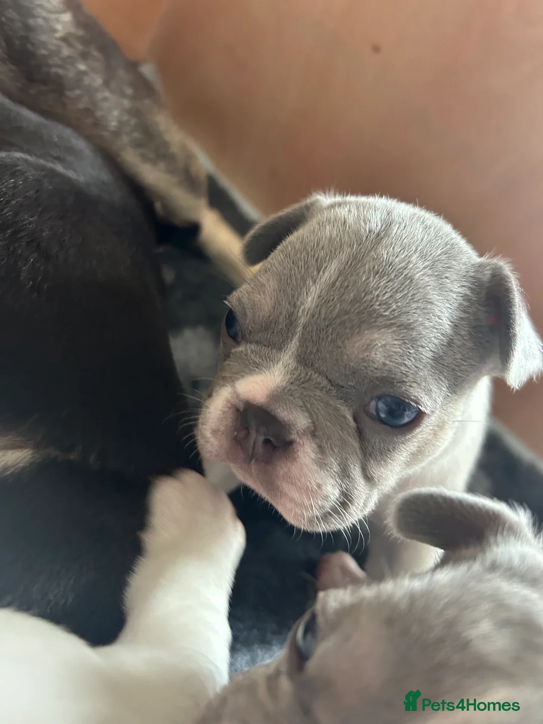French Bulldog dogs for sale: Beautiful french bulldogs - Advert 2