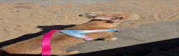 Mixed Breed dogs for sale: Sky for rehome - Advert 4