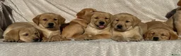 Labrador Retriever dogs for sale: Beautiful litter of KC reg Labrador puppies  - Advert 16
