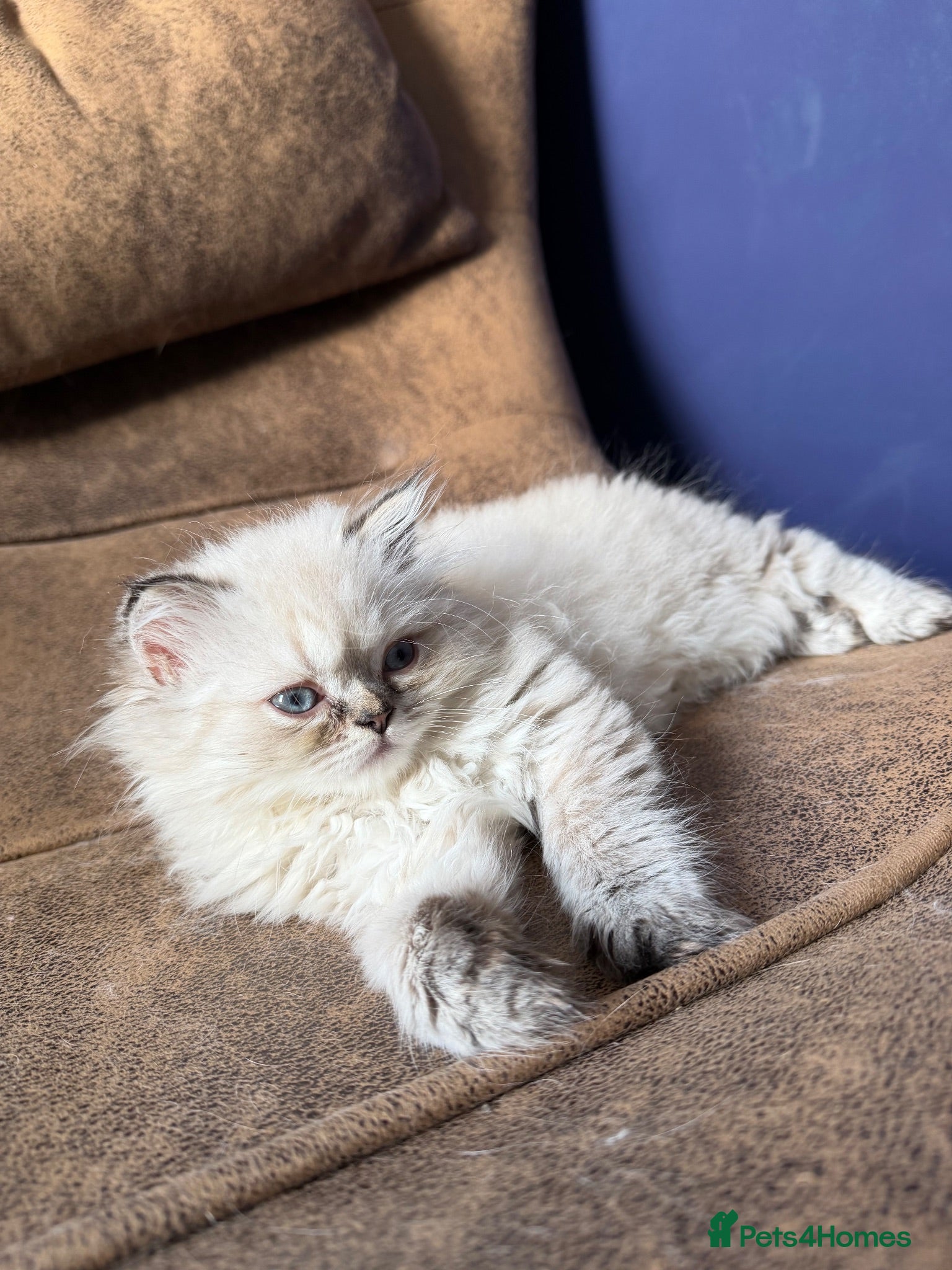 British Longhair cats   British Longhair male kitten  - Advert 2
